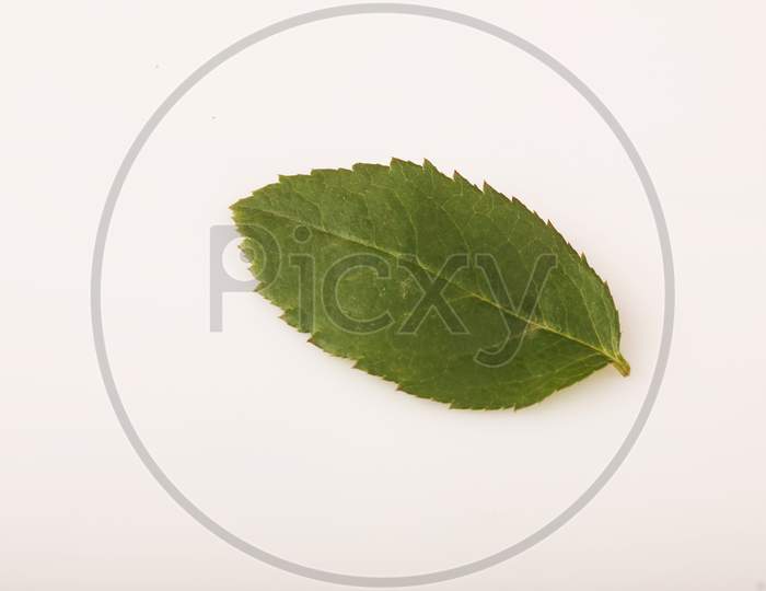 Rose Flower Leaf Over an isolated white Background