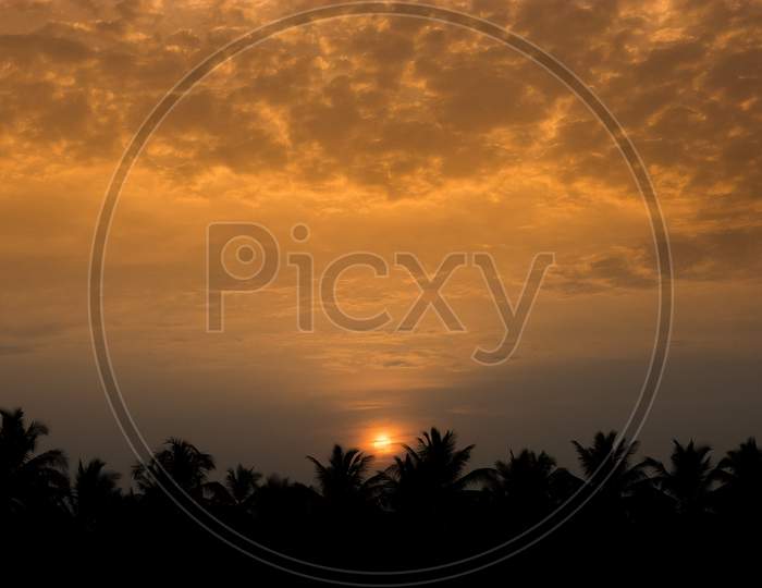Canopy Of Coconut Tree Leafs  Over sunset Sky