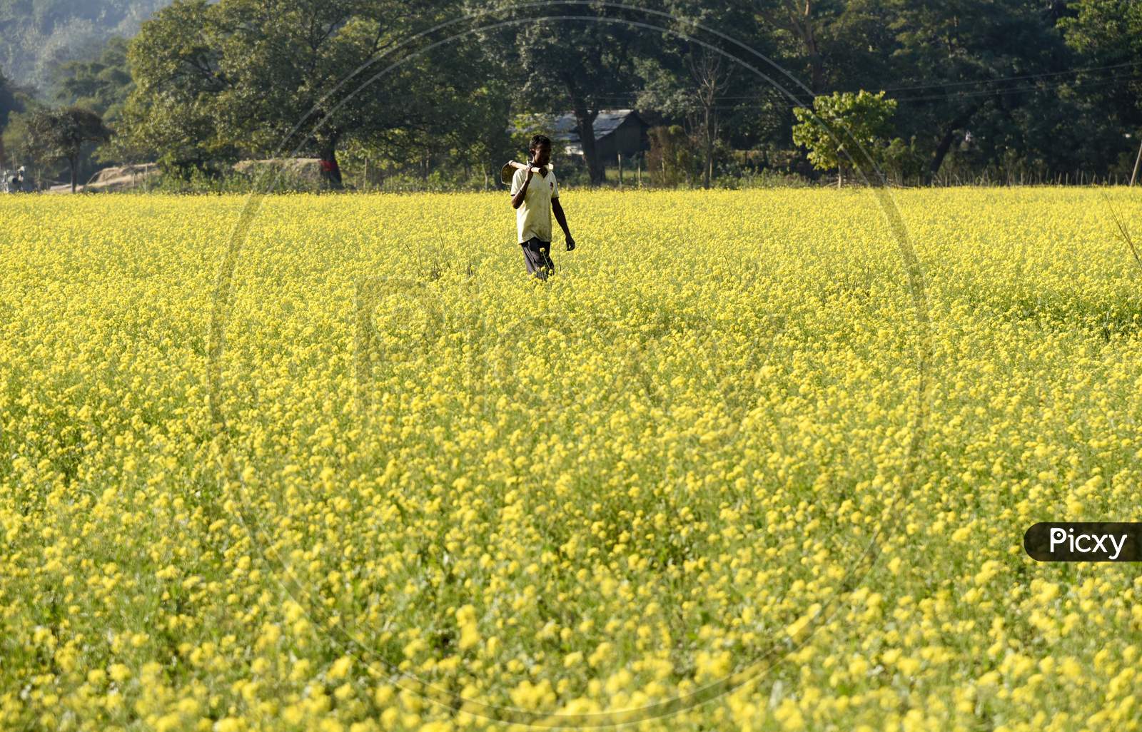 A Farmer Works At His Mustard Field In Mayong Village, In Morigaon District Of Assam