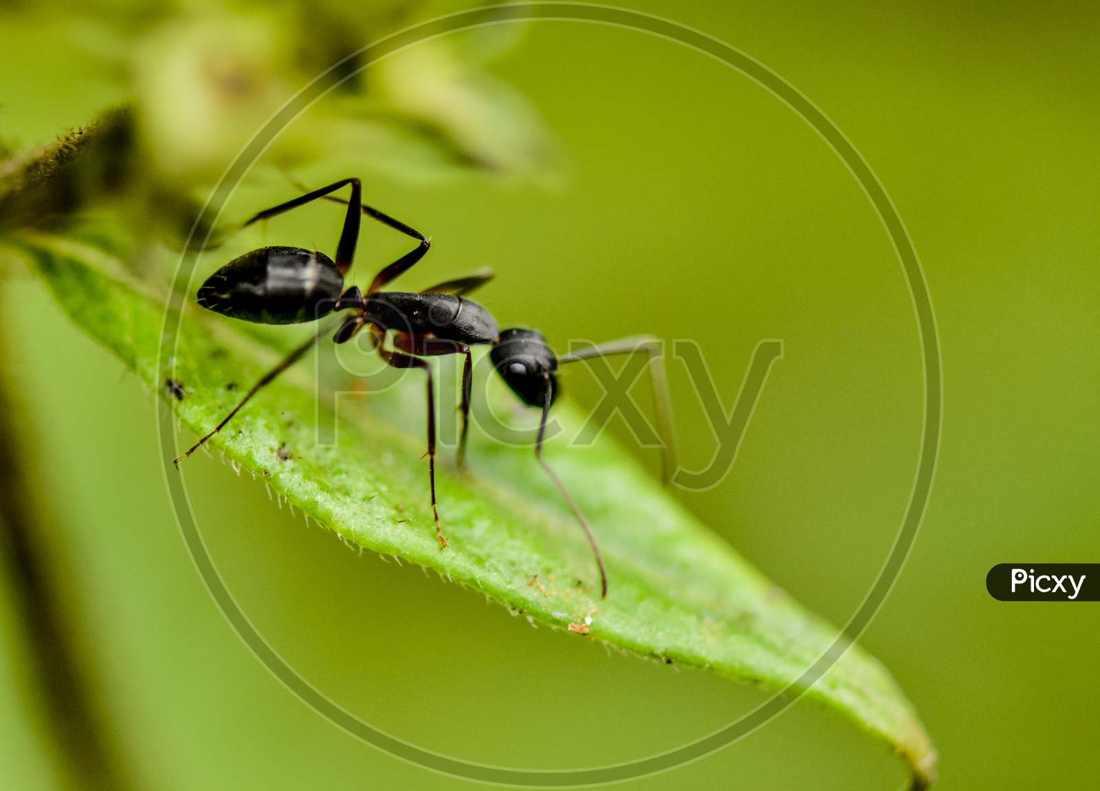 Black Ant on a Leaf