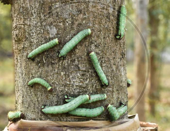 Growing of Silk Worms In Assam For Silk Harvesting