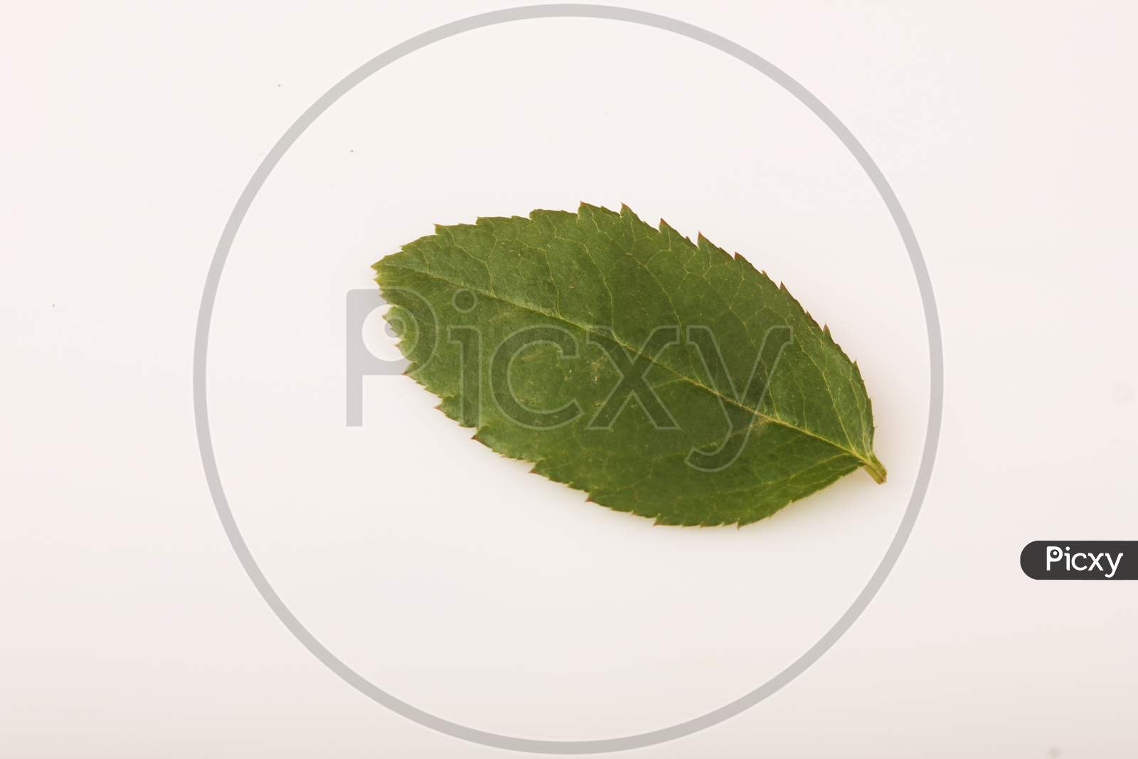 Rose Flower Leaf Over an isolated white Background