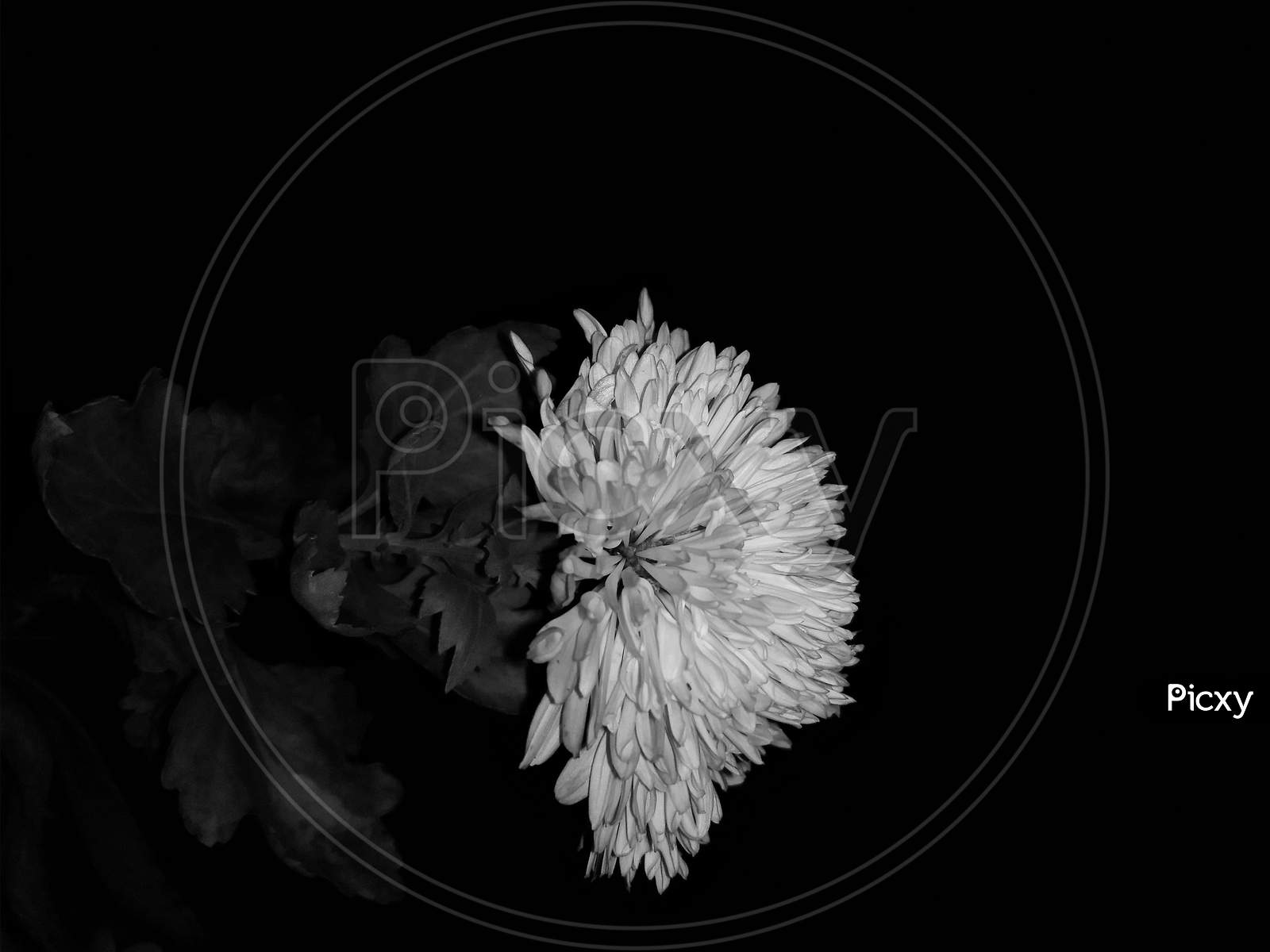 Flower Blooming On Plant With Dark Background