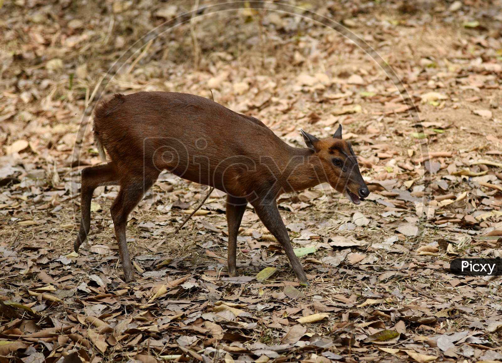 Deer In Guwahati Zoo