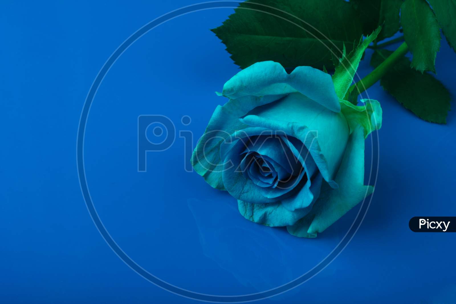 image-of-white-rose-with-blue-tint-qf843974-picxy