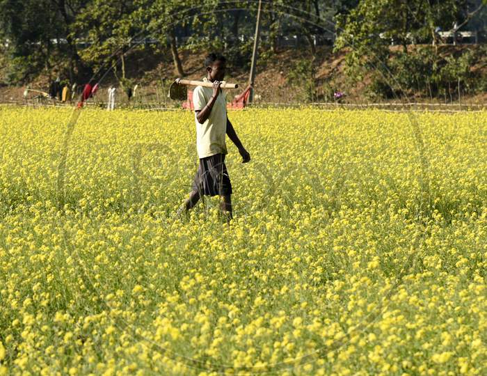 A Farmer Works At His Mustard Field In Mayong Village, In Morigaon District Of Assam