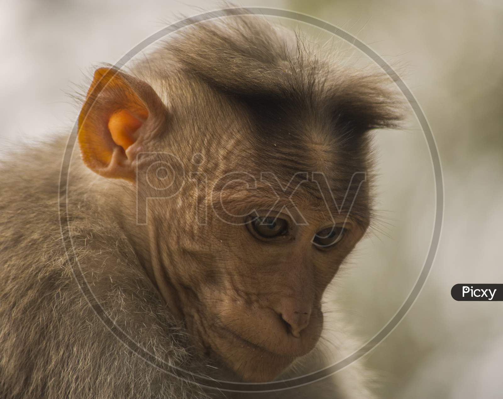Monkey Face Closeup