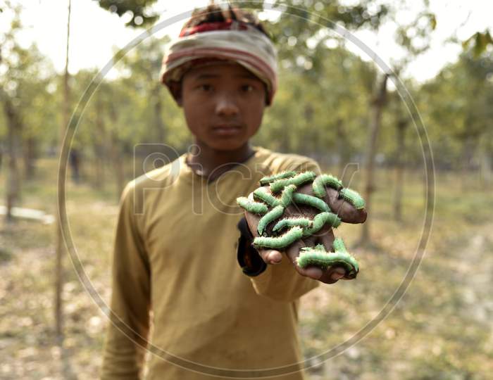 A Boy Holding Caterpillars