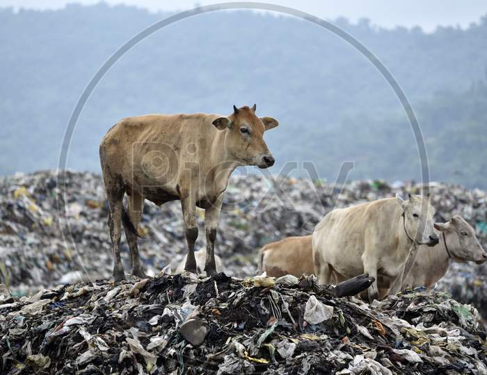 Cows Eating Trash And Polyethylene Covers In Dumping Yard in Guwahati