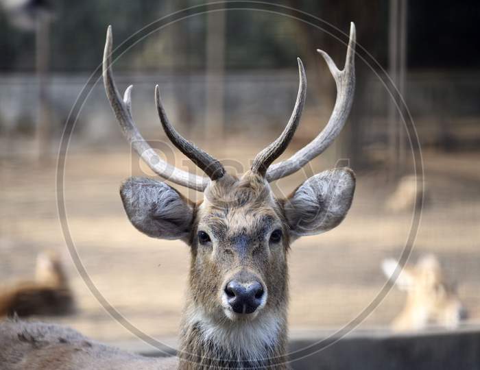 A Horned Deer At Assam State Zoo, In Guwahati