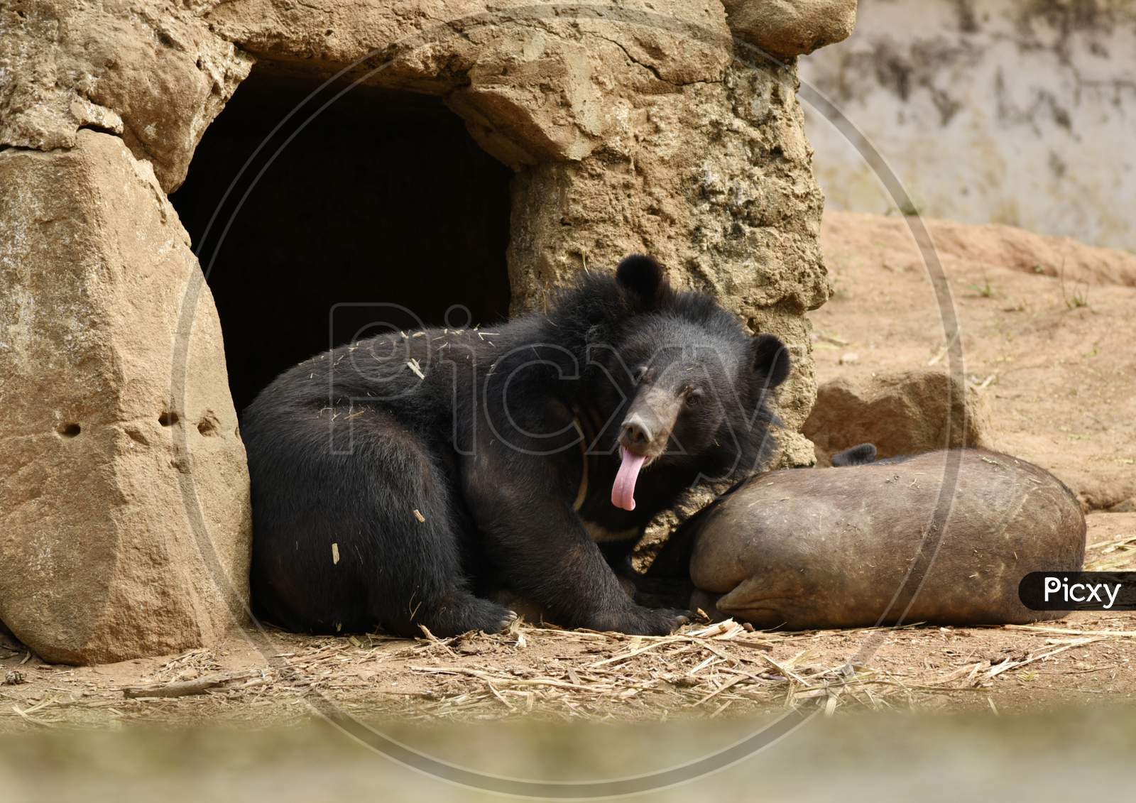 Wild Bear In Guwahati Zoo