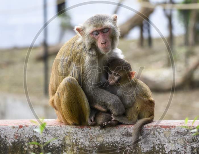 A Mother Monkey Breast Feeding A Baby Monkey, In Guwahati