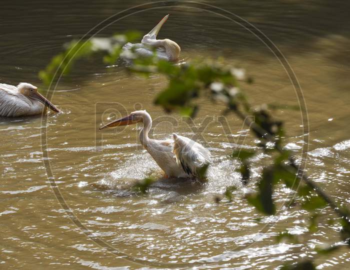 Pelican Playing In A Pond At Assam State Zoo, In Guwahati