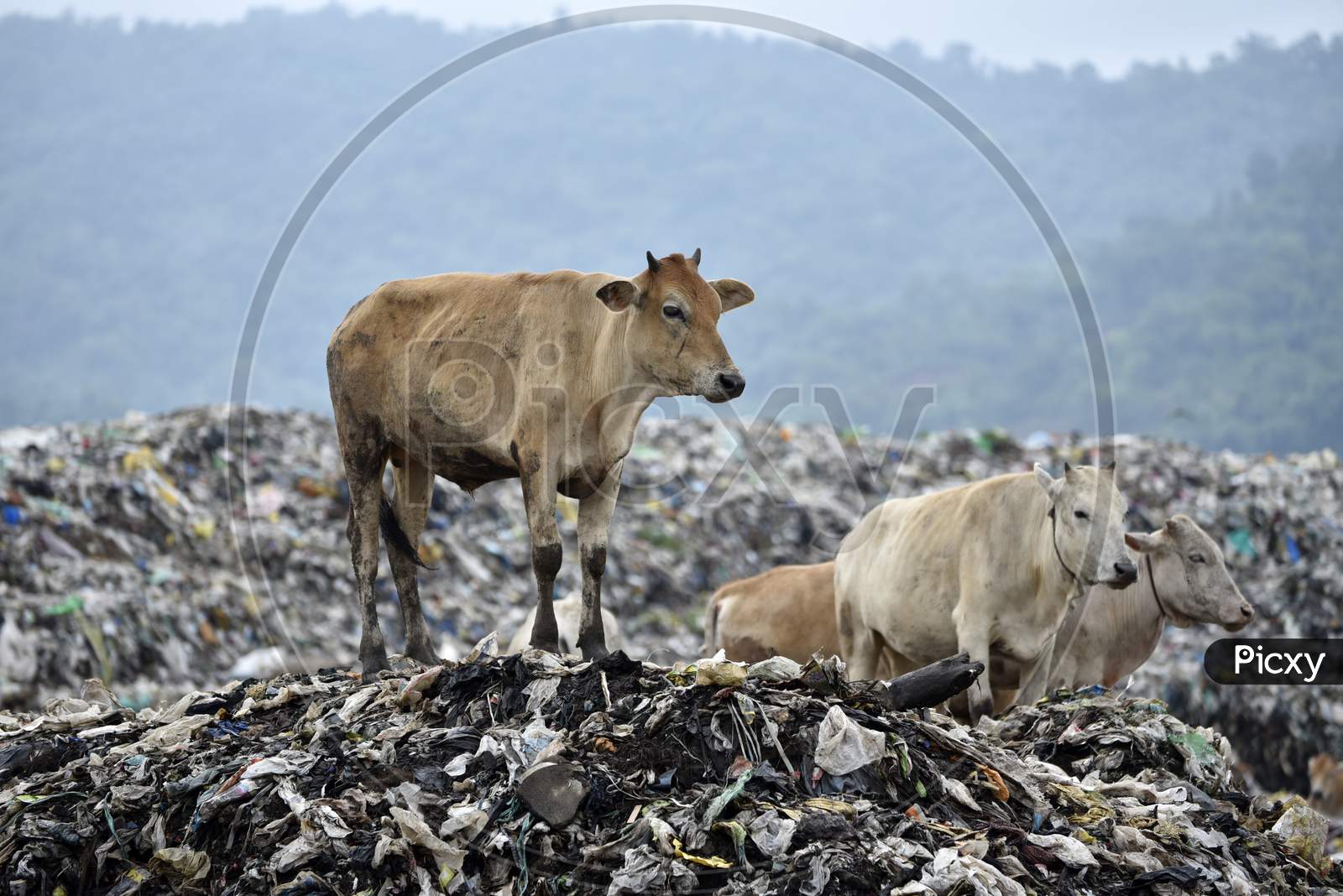 Cows Eating Trash And Polyethylene Covers In Dumping Yard in Guwahati