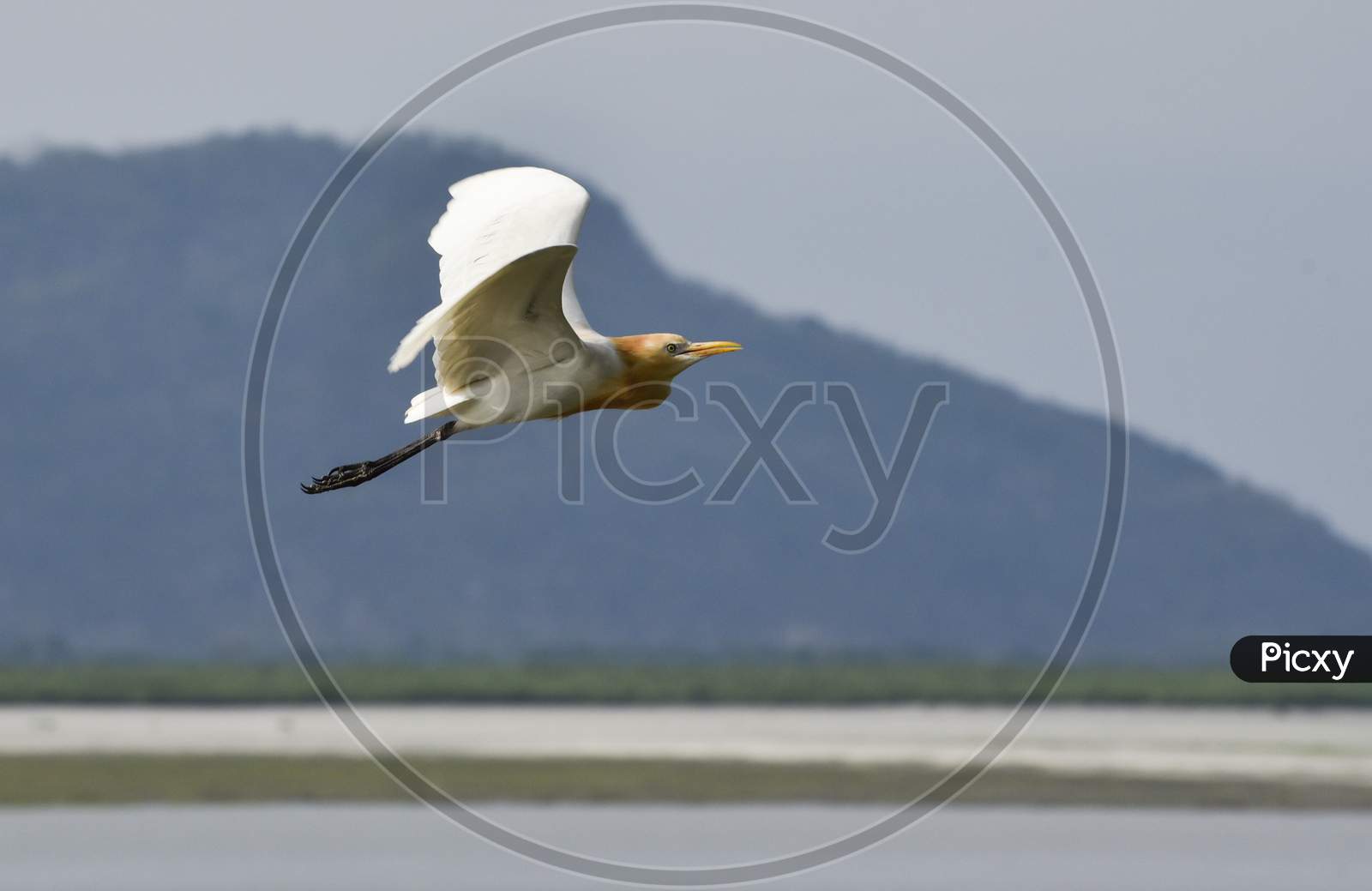 Seabird Flying Over A Lake