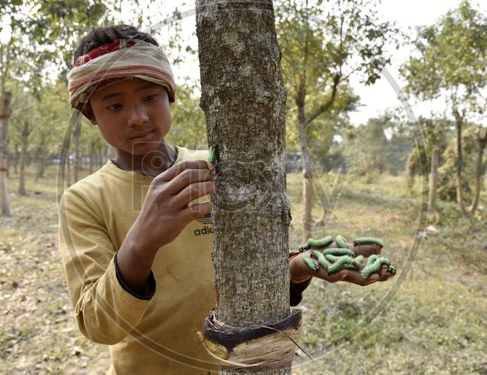 A Boy Collecting Caterpillars From a Tree Stem