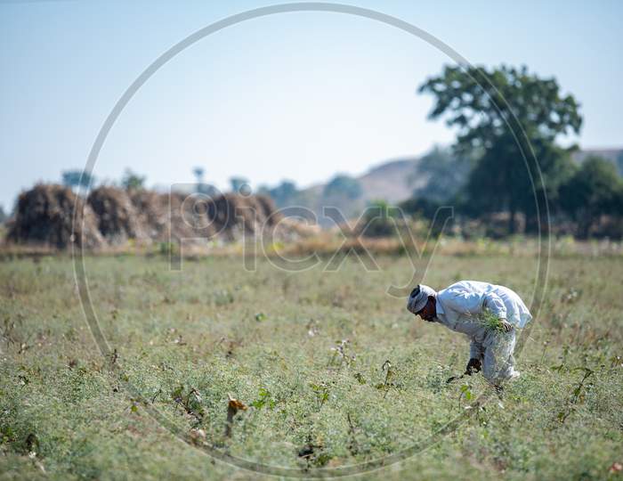 A farmer from Juvvadi Village,telangana collects coriander from a field