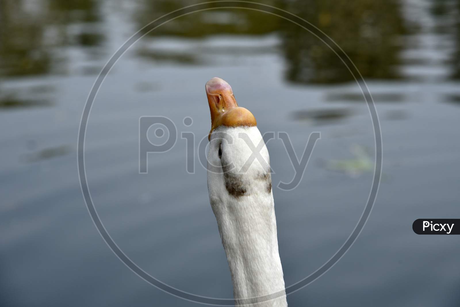 Head And Neck Of A Goose