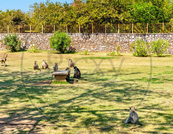 Gray Langur Monkeys At Chittorgarh Fort - Rajasthan, India