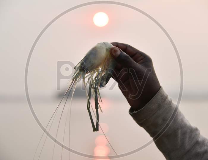 An Indian Fisherman Show His Catch In The Brahmaputra River At Sunset In Guwahati