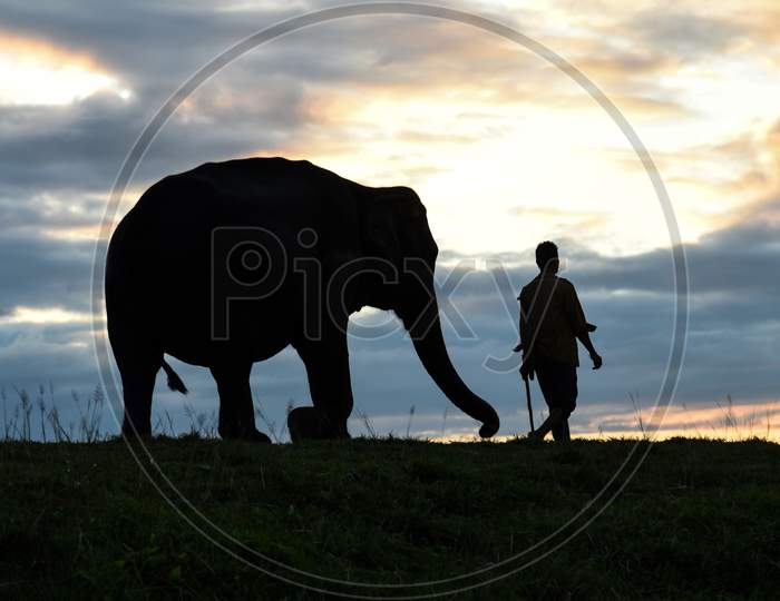 Mahout With Elephants At Sunset In The Kaziranga National Park In Golaghat District Of Assam, India