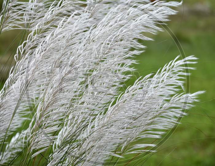 Silver Grass Ears Closeup Forming a Background