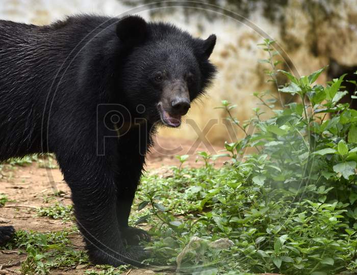 Wild Bear in Guwahati Zoo