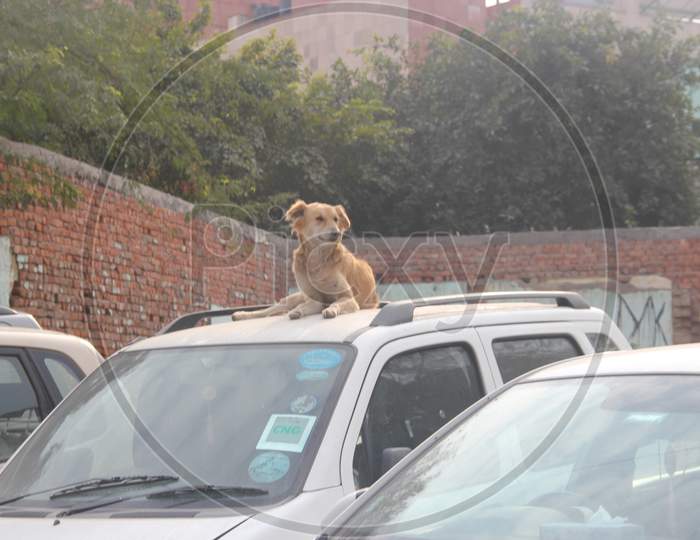 A Dog Siting on a Car