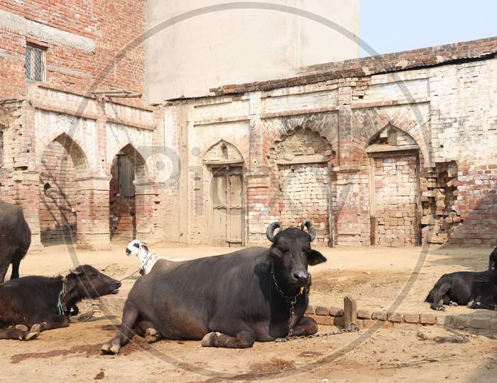 Buffaloes And Cattle in an Rural Village Houses