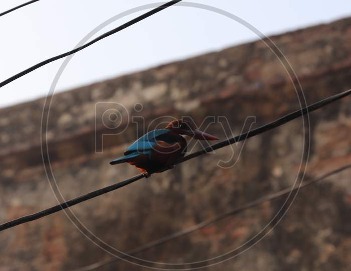 Bird Sitting on Electric Wires