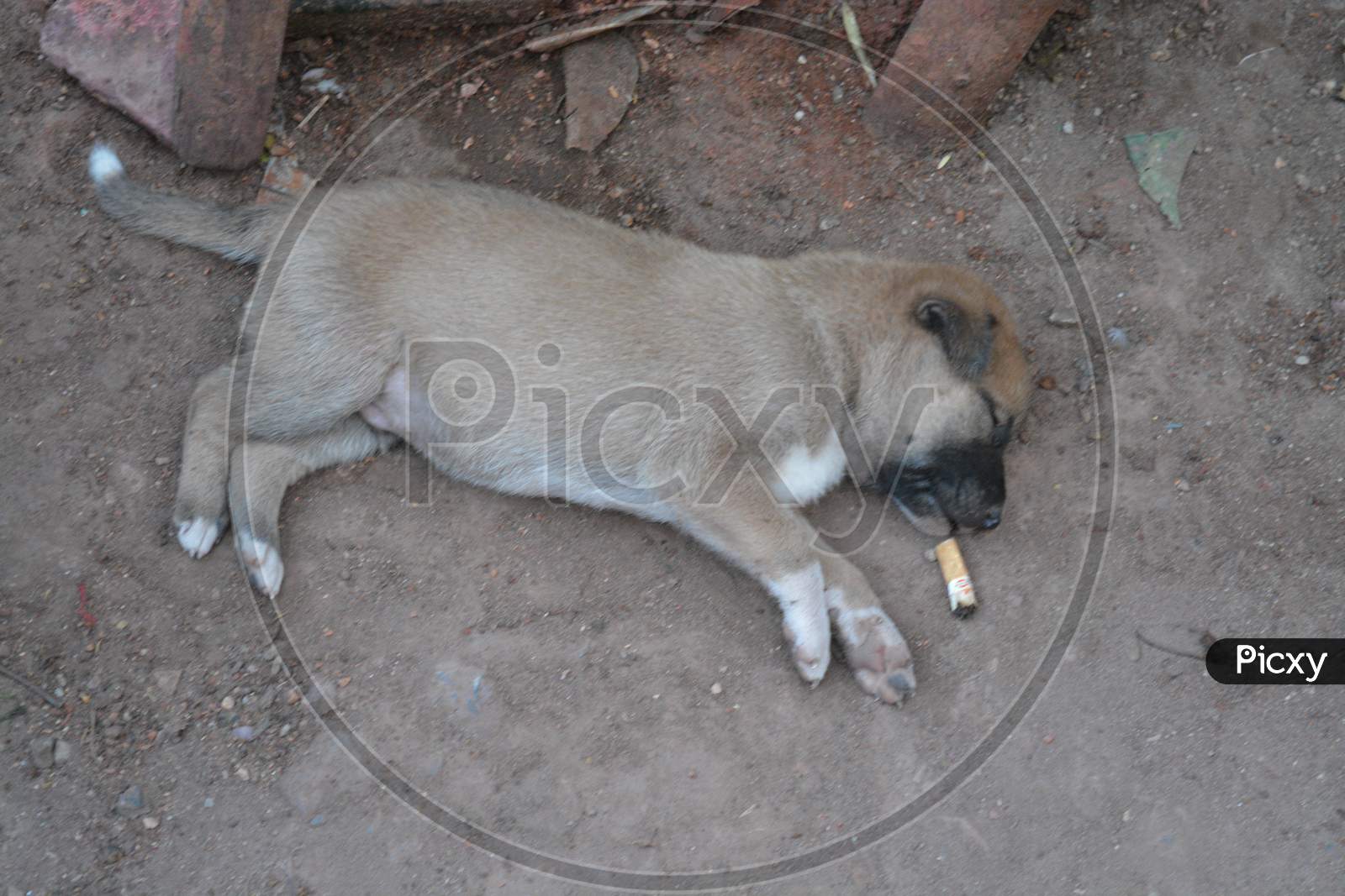 A Dog Puppy Sleeping on Road