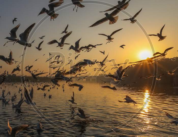 Migratory Birds Flying Over Ganga River In Varanasi