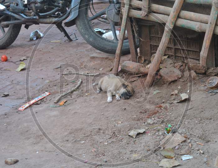 A Dog Puppy Sleeping on Road