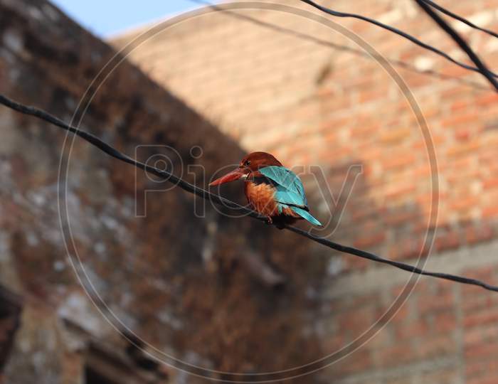 Bird on Electric Current Wires