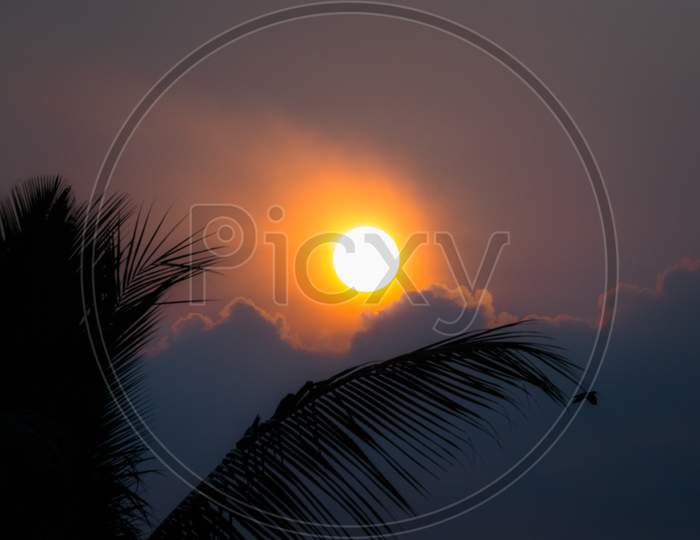 Canopy of Coconut Tree Leafs Over Sunset Sky