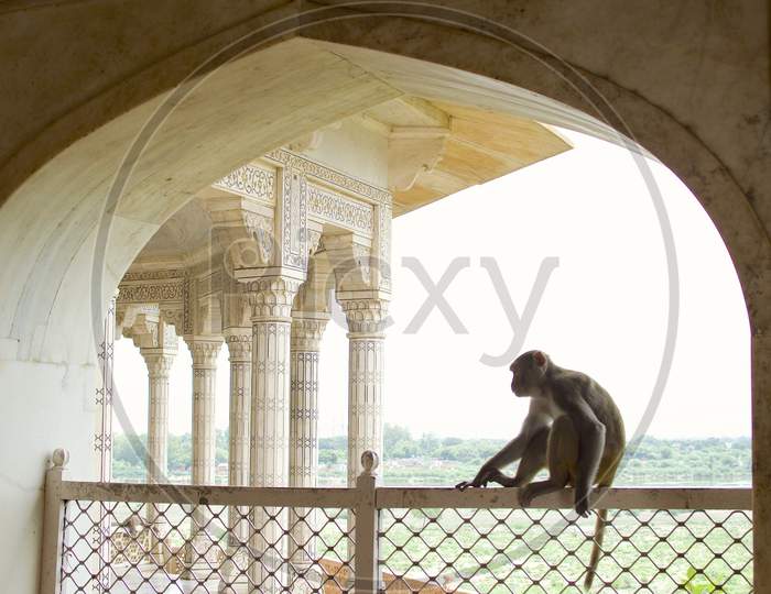 A Monkey Sitting on Railing At Tomb of Etmaduddaula