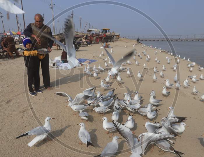 Child Feeding Migratory Birds Near Ganga River Bank In Prayagraj