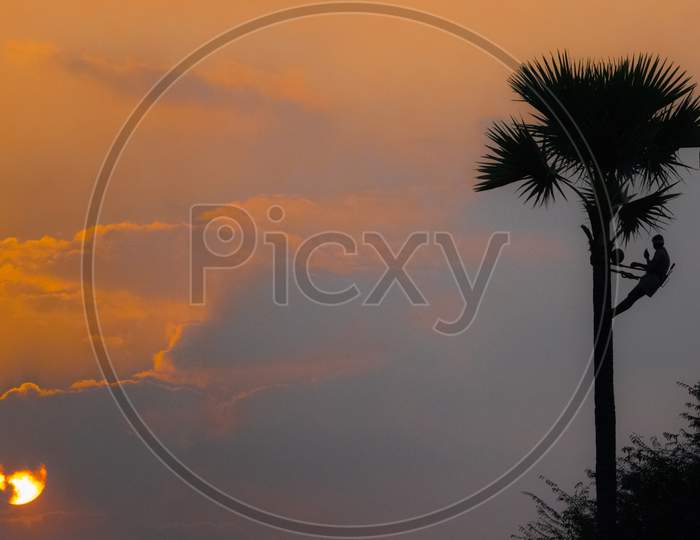 Silhouette Of A Toddy Tapper on Palm Tree With Sunset Sky In background