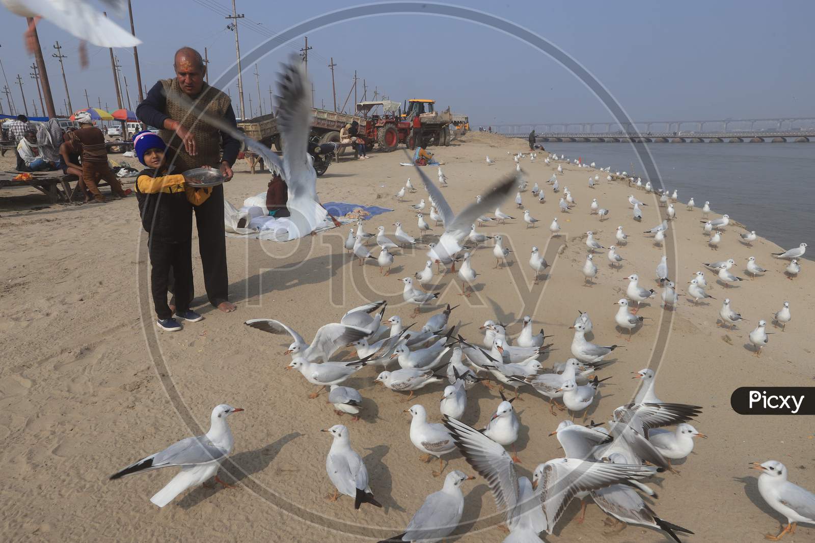 Child Feeding Migratory Birds Near Ganga River Bank In Prayagraj