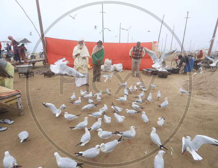 Devotees Or visitors Feeding Migratory Birds on Gnaga River Bank In Prayagraj