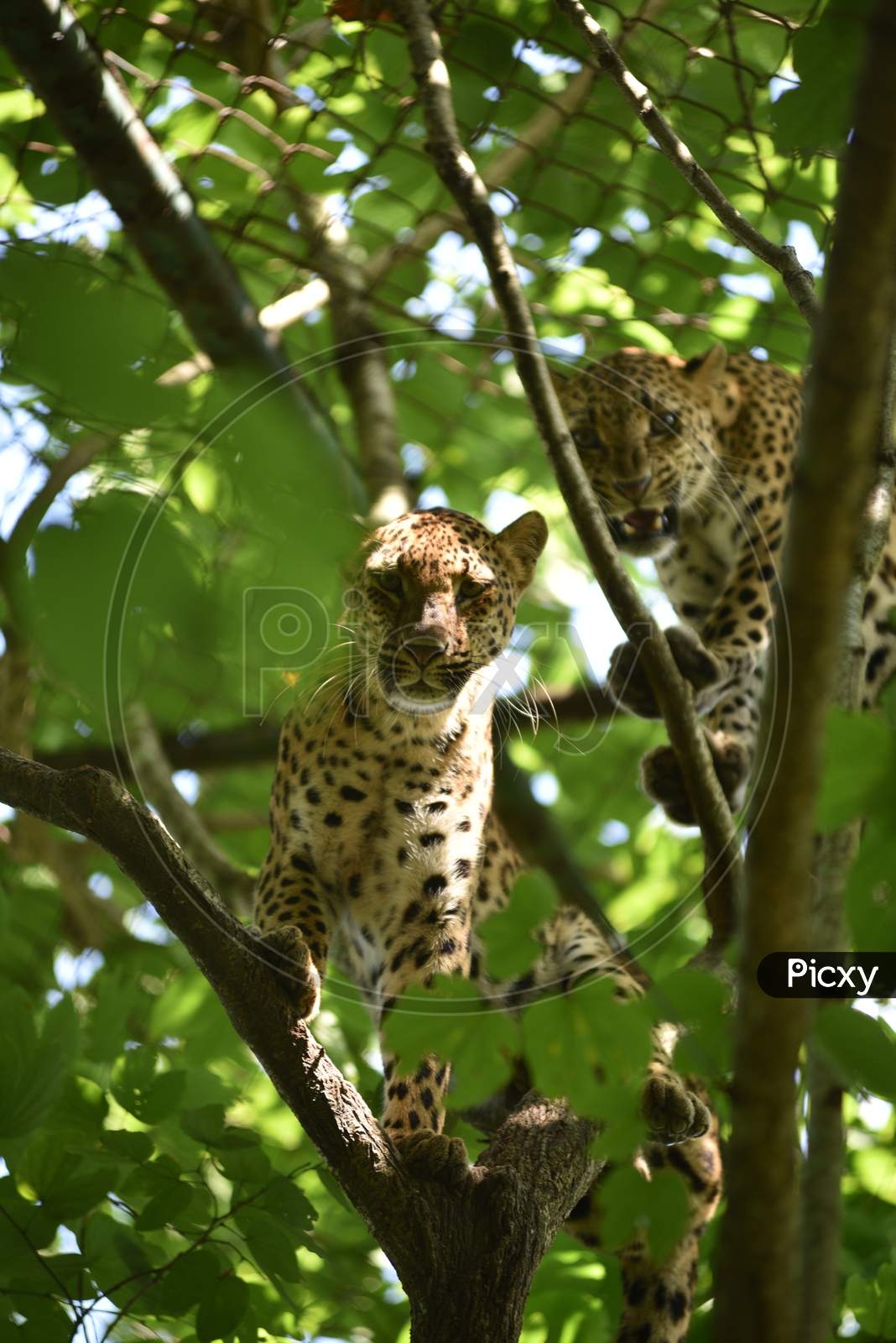 Leopard Cubs on trees In Kaziranga National Park , Assam
