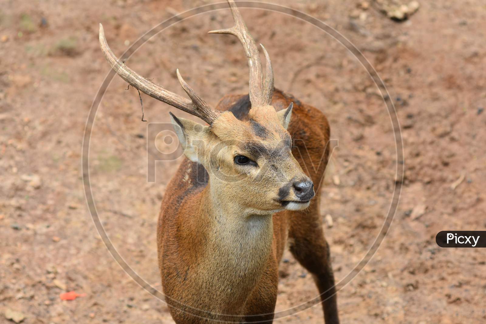 Horned Deer In Guwahati Zoo, Assam