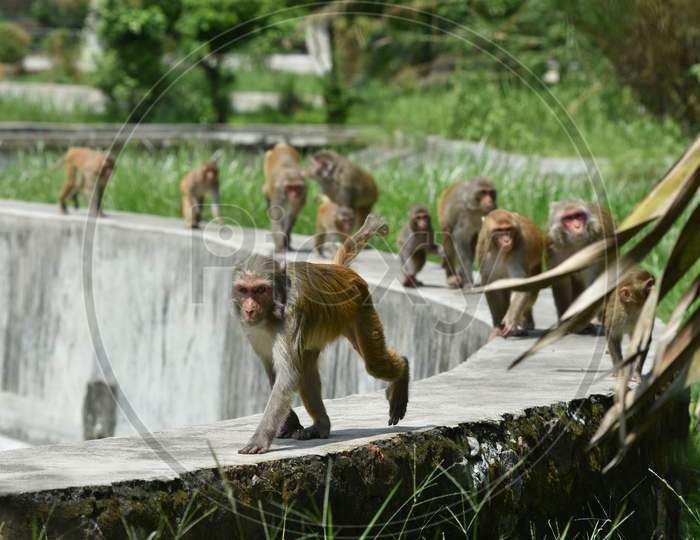 Indian Monkey Or Macaque In Guwahati Zoo, Assam