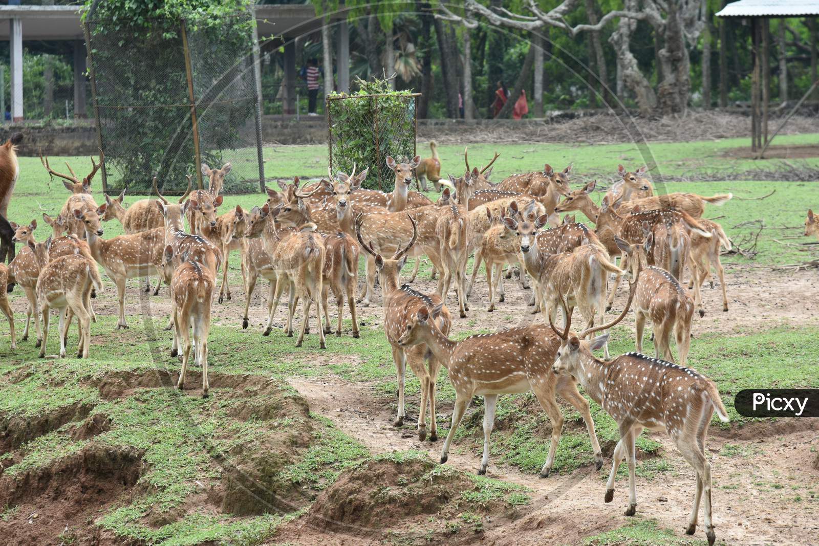 Horned Wild Deer   In Kaziranga National Park, Assam