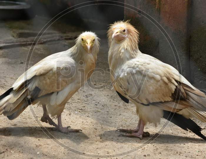 Eagle Family Birds in Guwahati Zoo