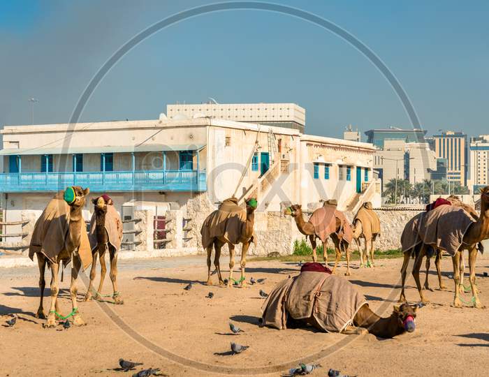 Camel Market At Souq Waqif In Doha, Qatar