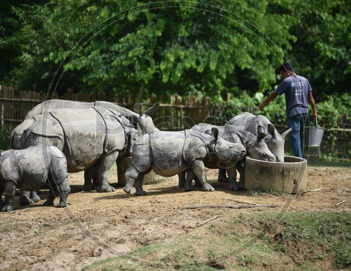 White  Rhinoceros In Kaziranga National Park , Assam