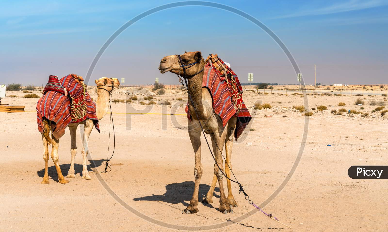 Camels Near The Historic Fort Al Zubara In Qatar