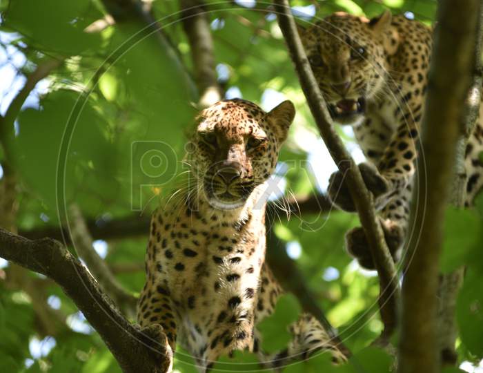 Leopard Cubs on trees In Kaziranga National Park , Assam