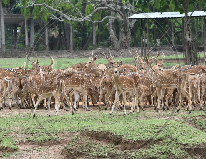 Horned Wild Deer In Kaziranga National Park, Assam